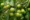Amla