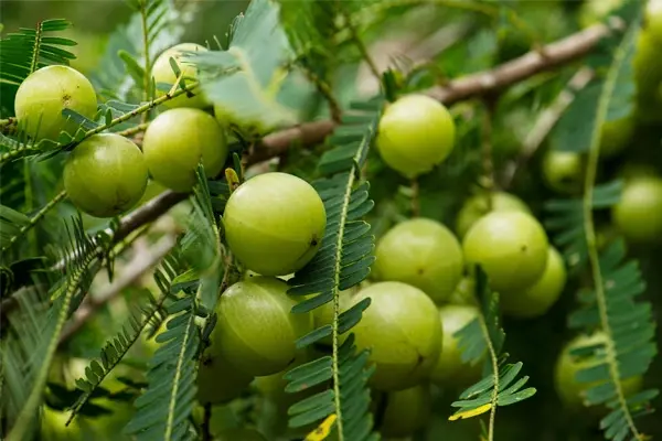Amla