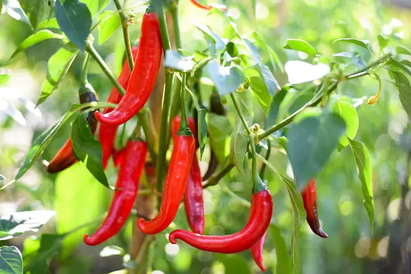 Cayenne
