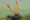 Cordyceps