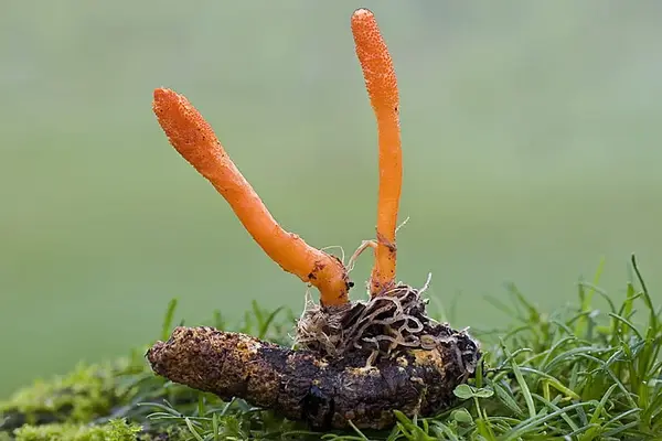 Cordyceps