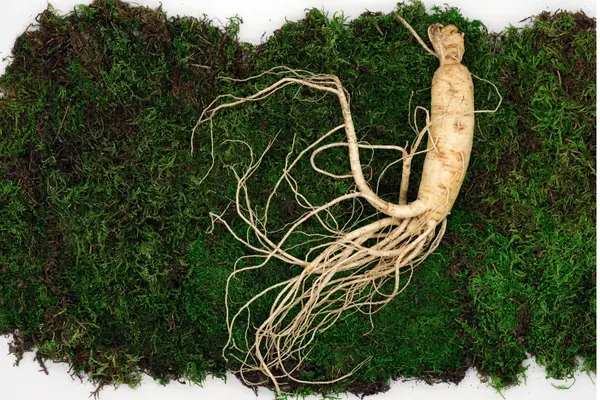 Ginseng