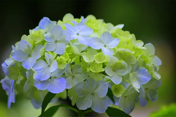 Hydrangea