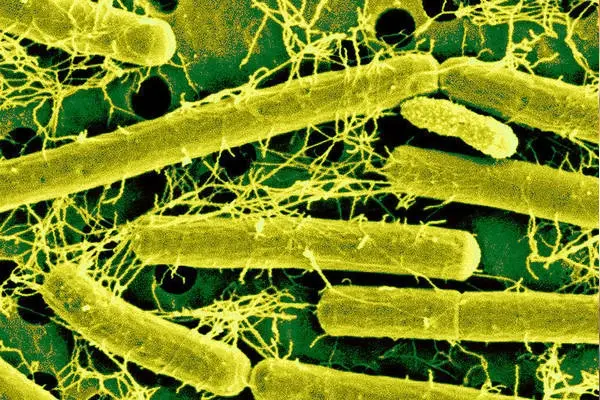 Lactobacillus acidophilus