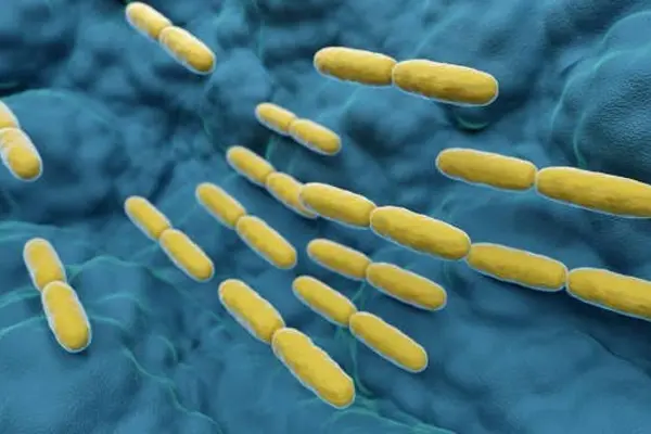 Lactobacillus bulgaricus