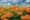 Lutein