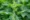 Nettle Leaf
