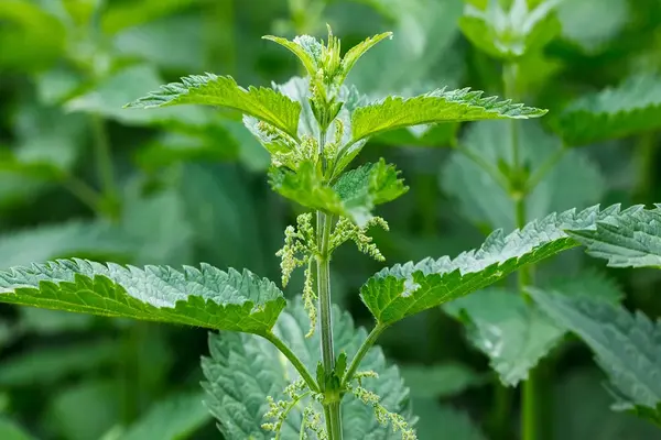 Nettle Leaf