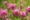 Red Clover
