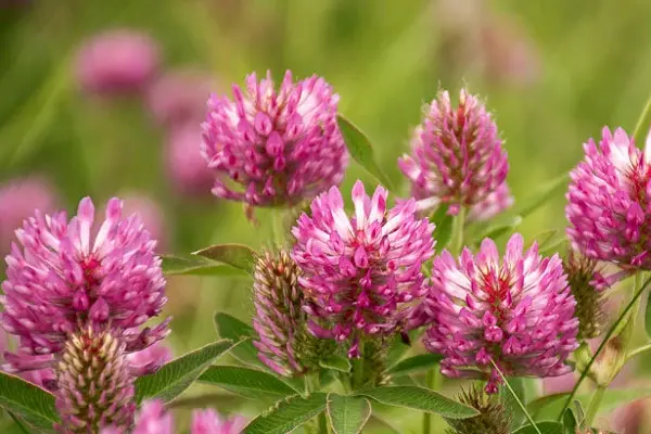 Red Clover