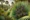 Saw Palmetto