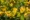 Senna Leaf