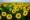 Sunflower Lecithin
