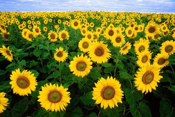 Sunflower Lecithin